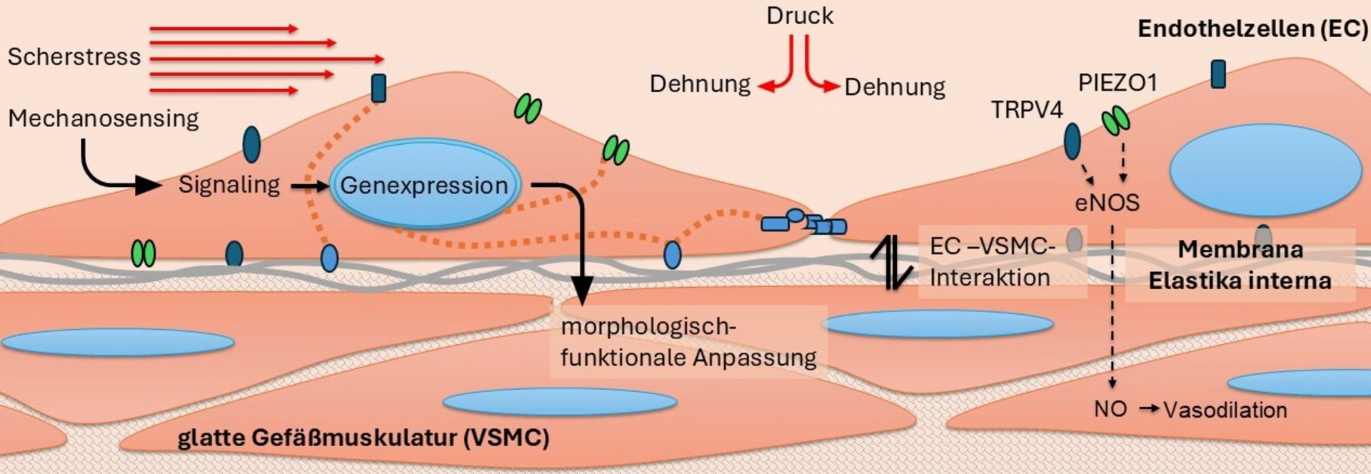 Heidler et al. Hämodynamik meets Zellbiologie – Experimentelle Methoden und zelluläre Signaltransduktion. Gefässchirurgie 30, 397–401 (2025). Springer Nature